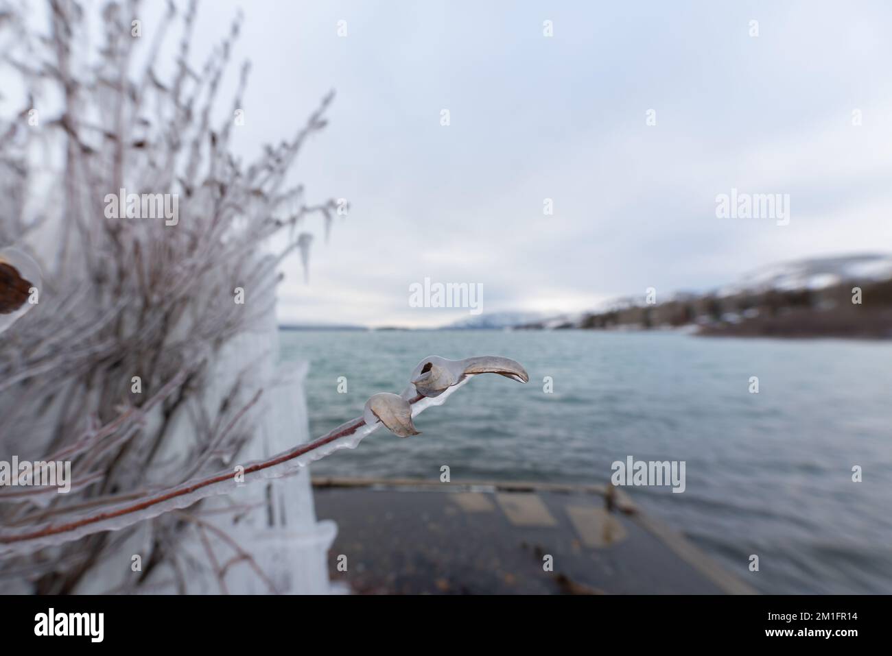 Il ghiaccio si è formato sui cespugli, arbusti sul lato di un lago all'inizio dell'inverno nel Canada artico. Foto Stock