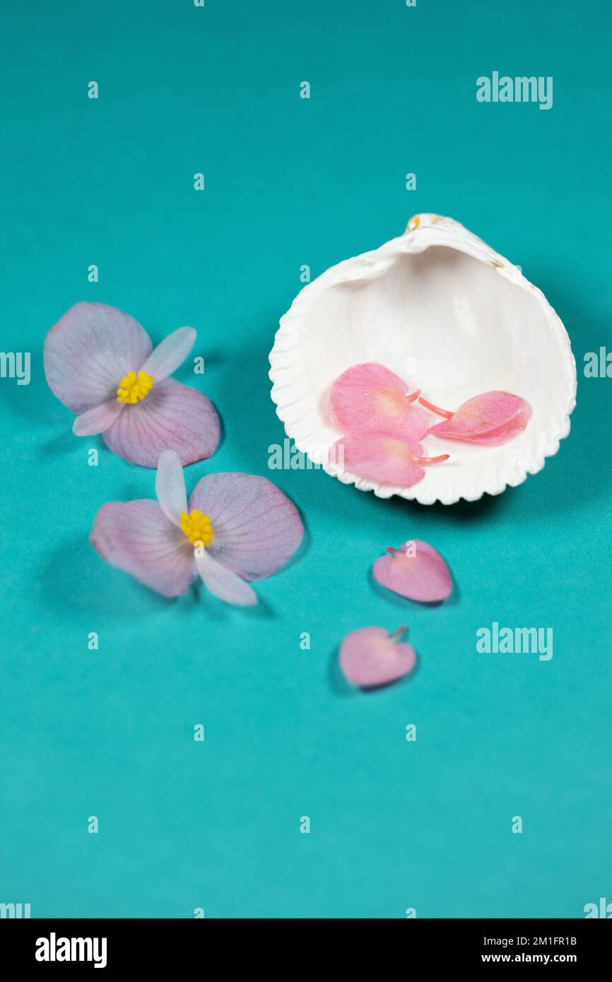 Vita morta con conchiglia bianca e petali di fiori rosa su sfondo turchese con spazio copia. Foto Stock