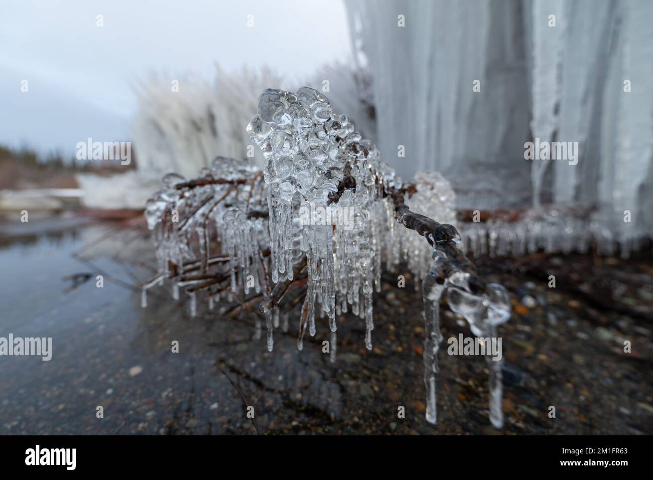 Il ghiaccio si è formato sui cespugli, arbusti sul lato di un lago all'inizio dell'inverno nel Canada artico. Foto Stock