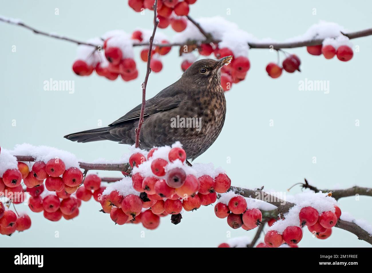 blackbird, Turdus Merula, seduto su un melo ornamentale in neve fresca Foto Stock