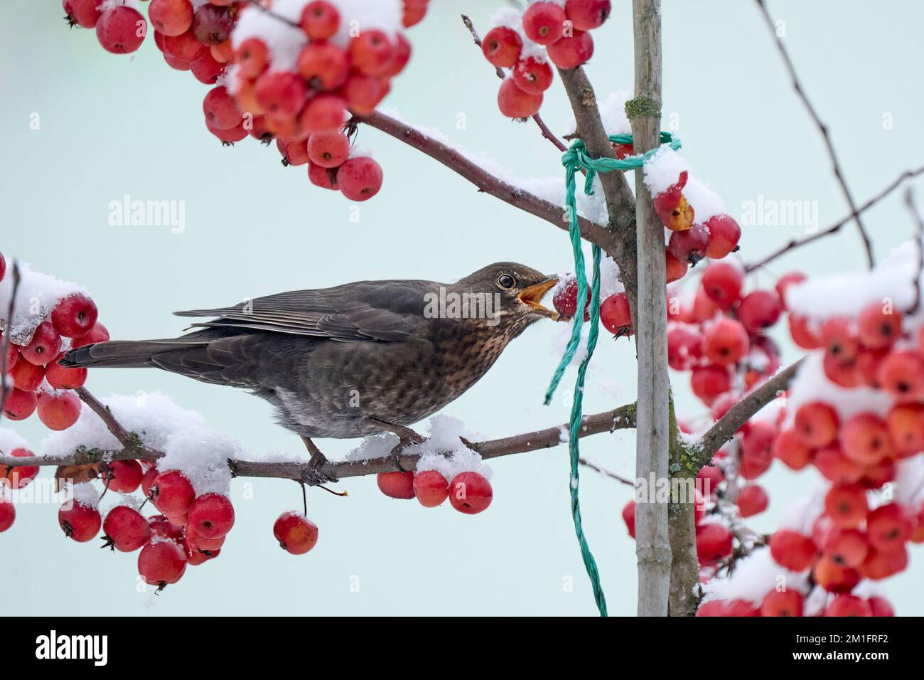 blackbird, Turdus Merula, seduto su un melo ornamentale in neve fresca Foto Stock