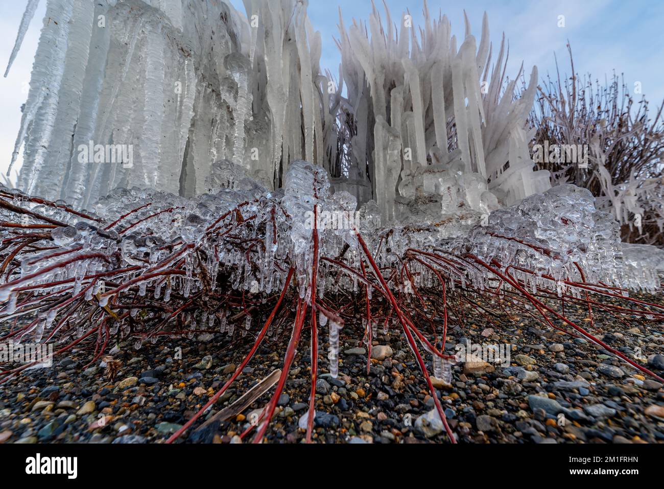 Il ghiaccio si è formato sui cespugli, arbusti sul lato di un lago all'inizio dell'inverno nel Canada artico. Foto Stock