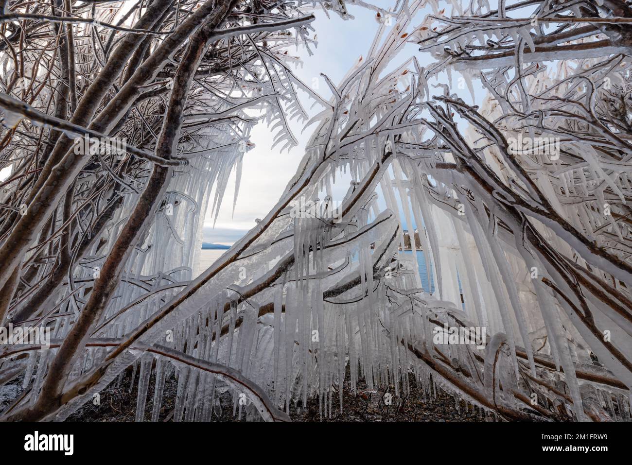 Il ghiaccio si è formato sui cespugli, arbusti sul lato di un lago all'inizio dell'inverno nel Canada artico. Foto Stock