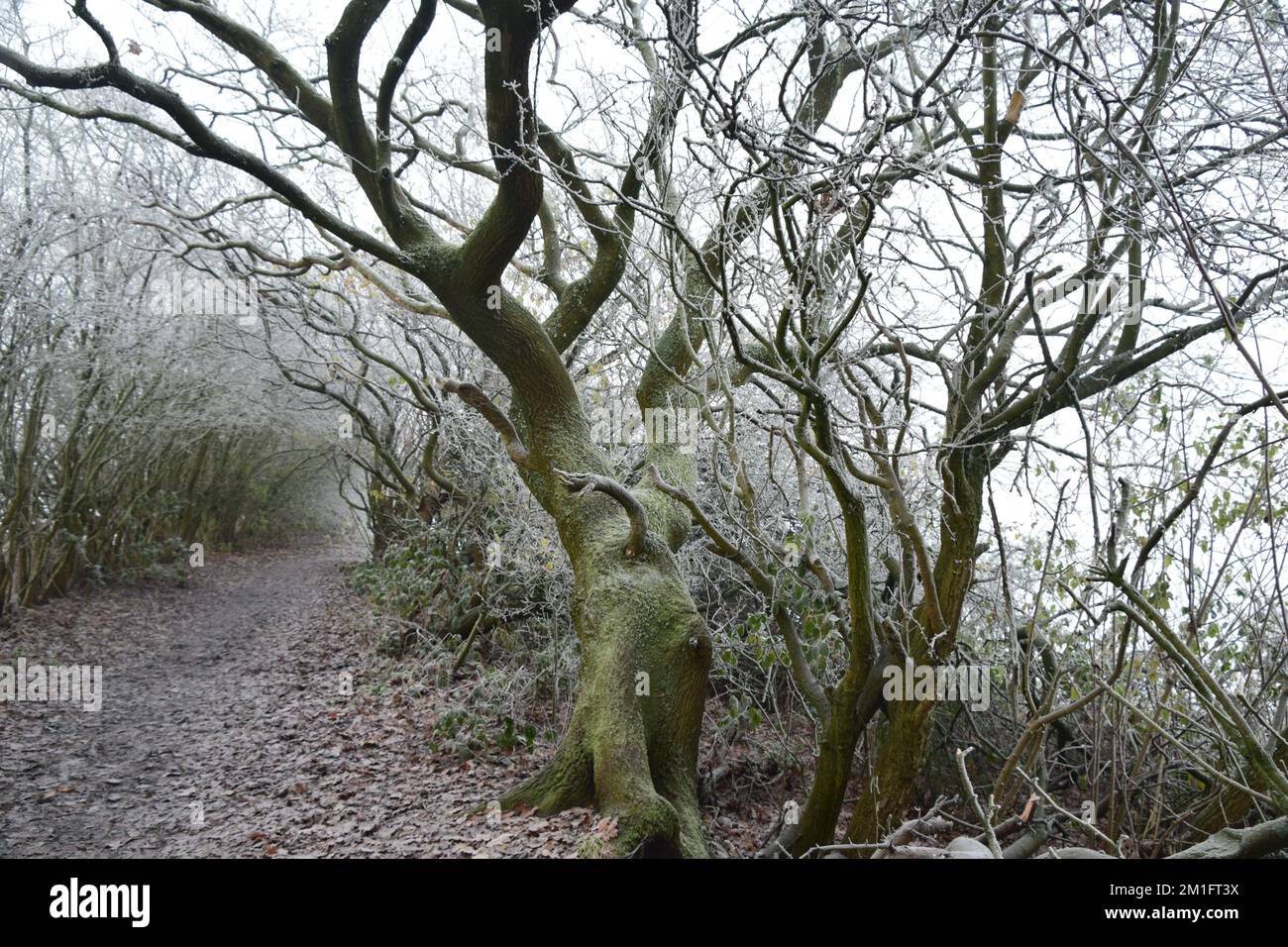 Scenario delle meraviglie invernali con brina di bue che abbonda gli alberi circondati da aria fredda e gelata. Foto Stock