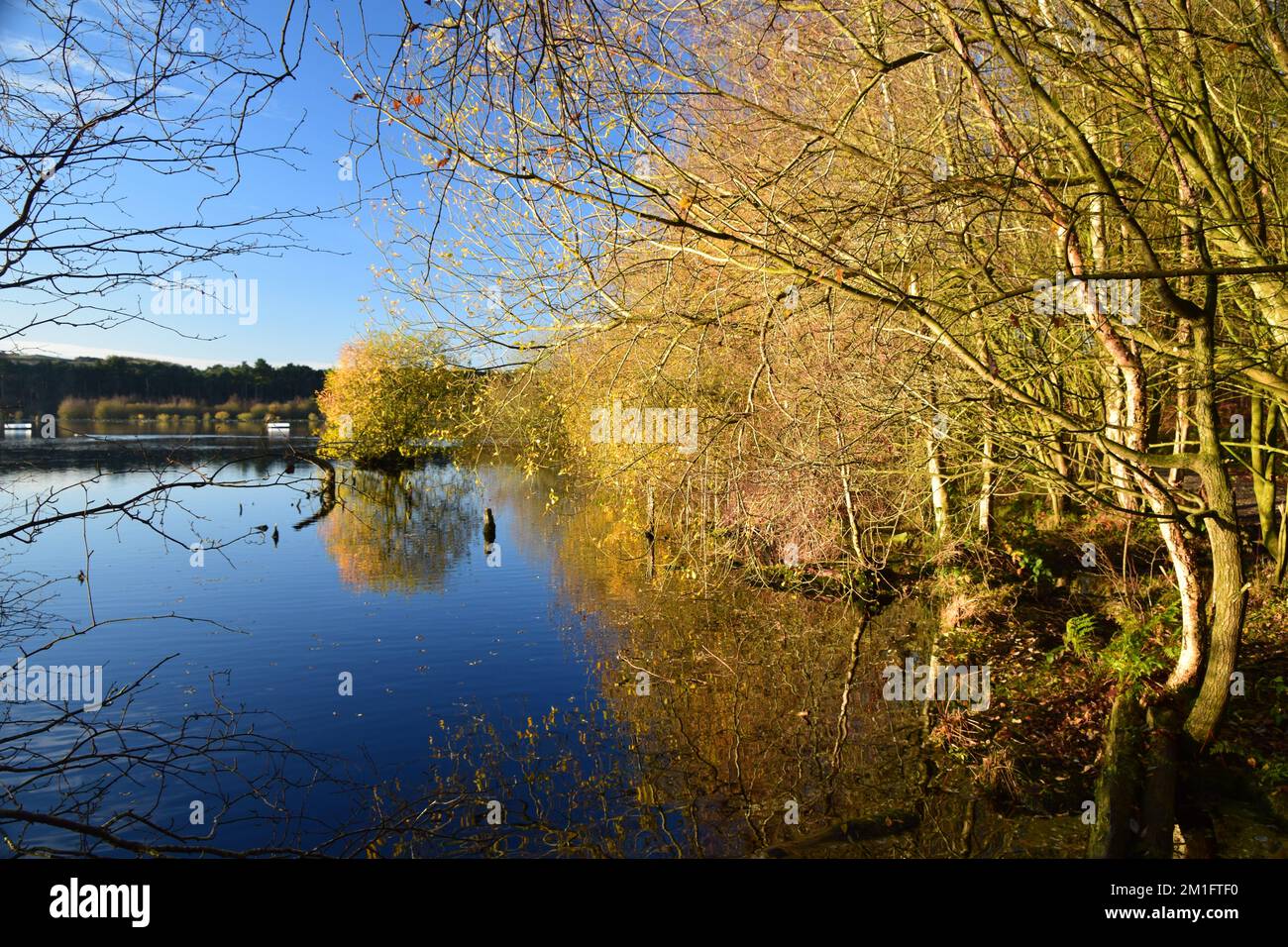 La luce del sole invernale di prima mattina bagna Blakemere Moss Cheshire Foto Stock