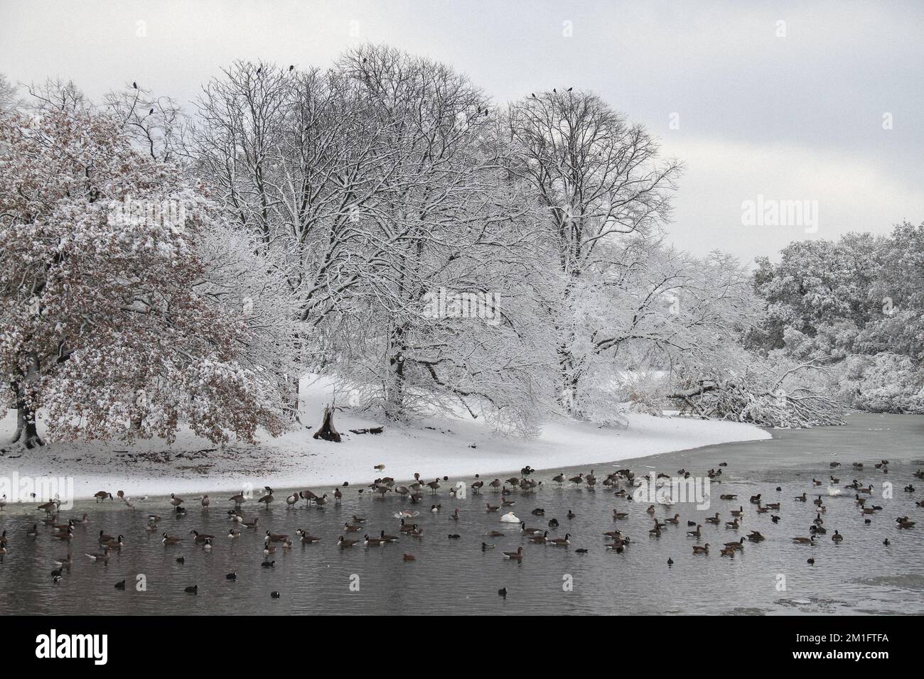 Londra, Regno Unito. 12th Dec, 2022. Oche e anatre viste su un lago semi-congelato Alexandra che si trova sul bordo del Wanstead Park. Le condizioni invernali in Inghilterra hanno visto diversi pollici di neve durante la notte intorno a Londra, Anglia e Kent con un avviso meteo giallo di Ufficio soddisfatto di neve e ghiaccio per il nord della Scozia. (Foto di David Mbiyu/SOPA Images/Sipa USA) Credit: Sipa USA/Alamy Live News Foto Stock