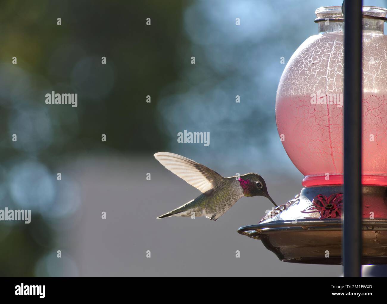 Un Hummingbird volante veloce che beve da un alimentatore Foto Stock