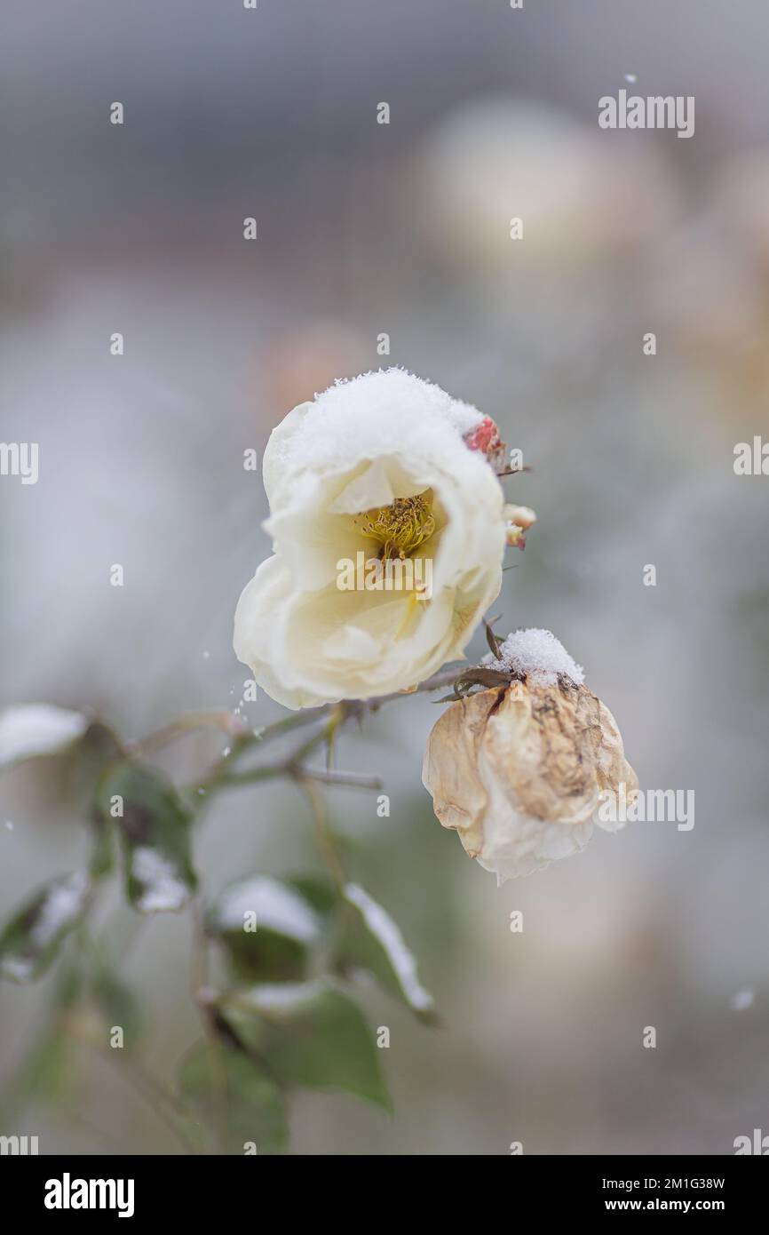 La fioritura gialla è rosa in inverno, sotto la neve dopo l'attacco invernale, sfondo sfocato, scatto all'aperto Foto Stock