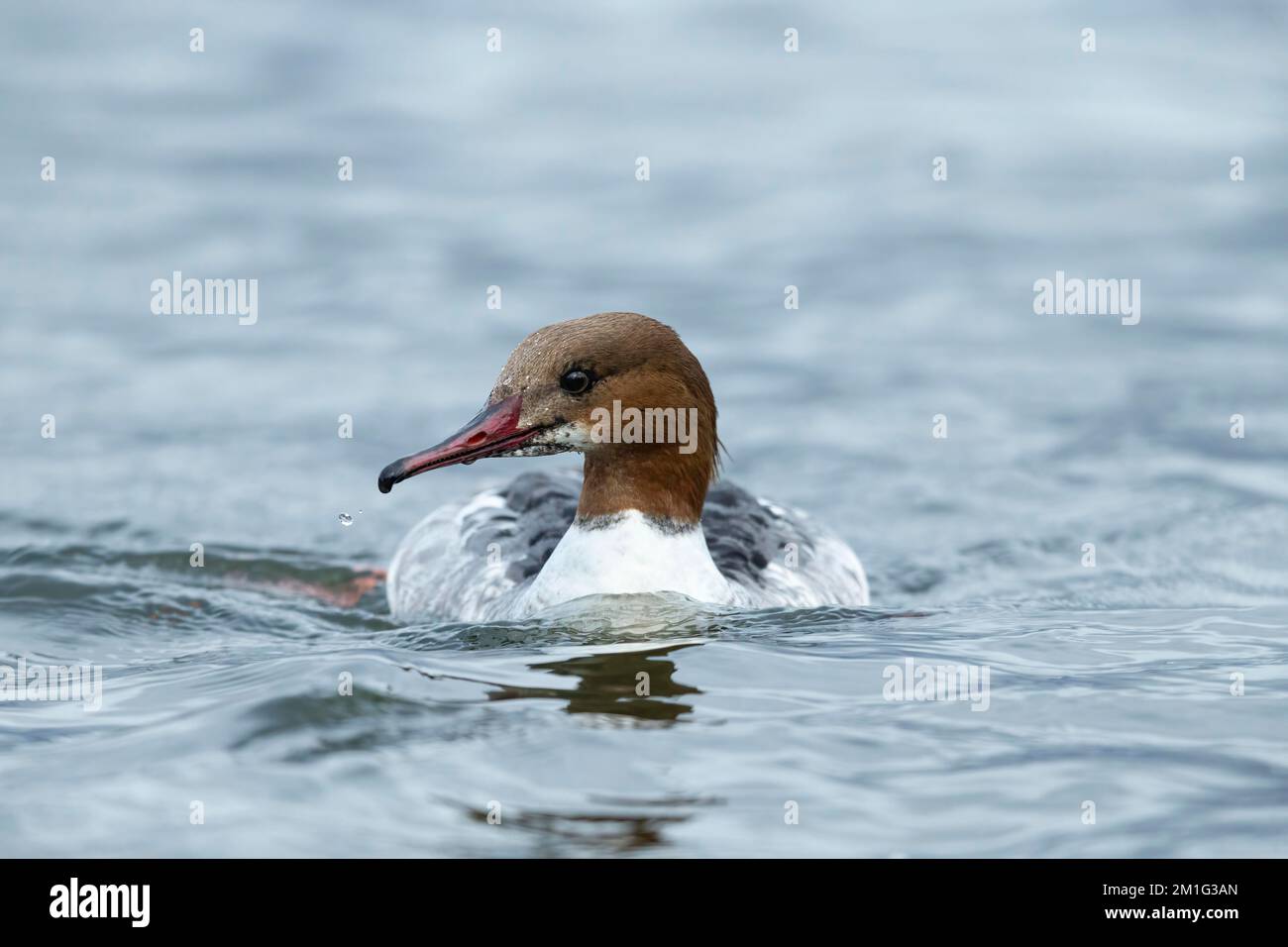 Goosander Mergus merganser, primo maschio invernale in fase transitoria, Hogganfield Loch, Glasgow, Scozia, Regno Unito, Aprile Foto Stock