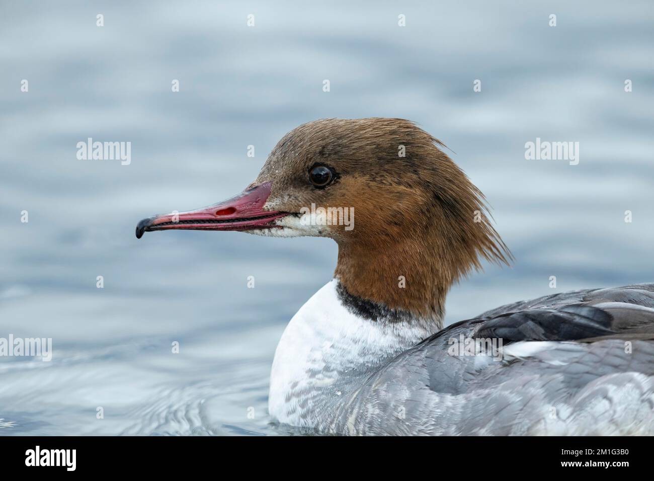 Goosander Mergus merganser, primo maschio invernale in fase transitoria, Hogganfield Loch, Glasgow, Scozia, Regno Unito, Aprile Foto Stock