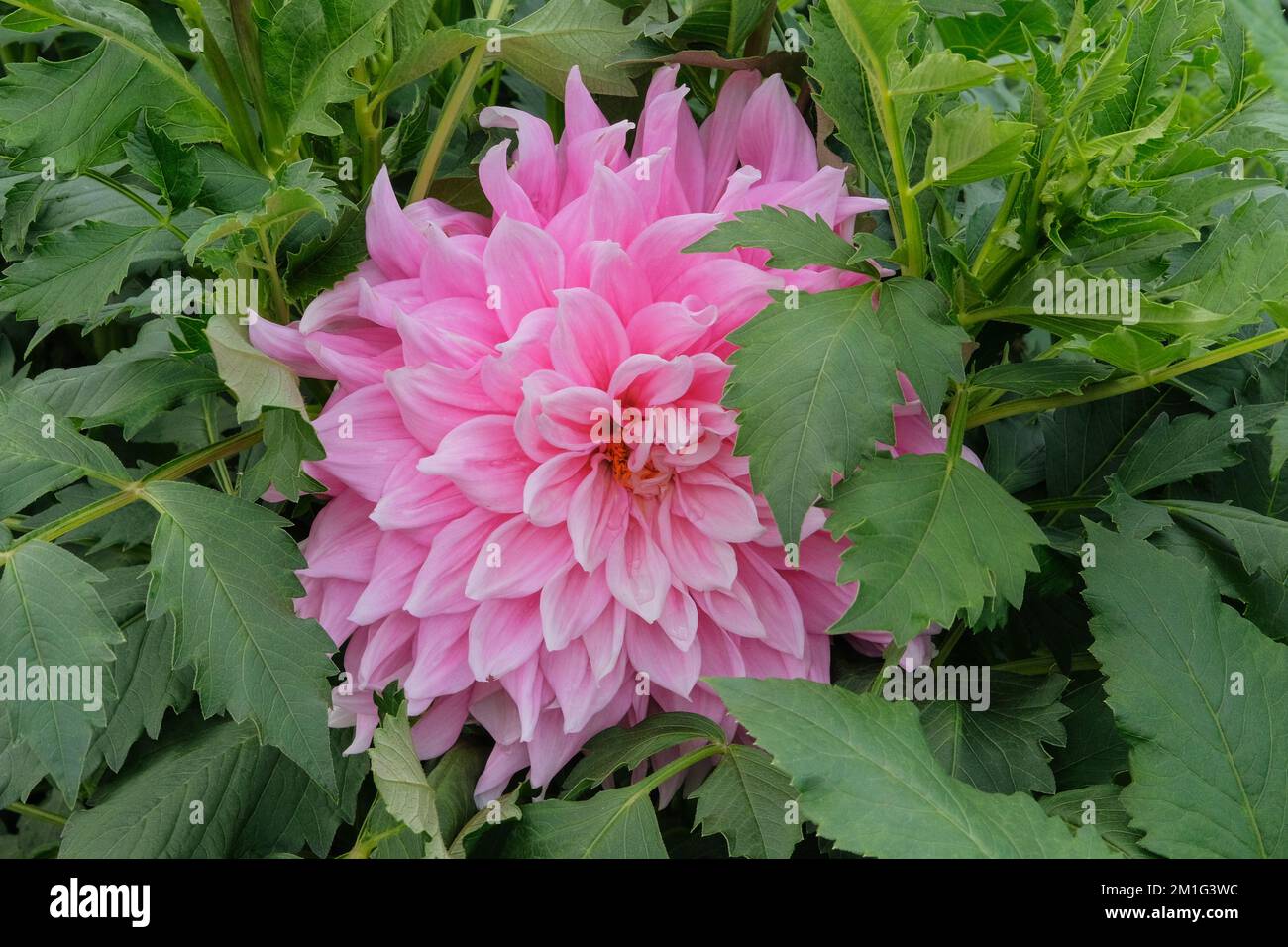 Dahilia in vivaio di giardinaggio. Sfondo luminoso e naturale. Fiore di cane rosa. Primo piano. Foto Stock