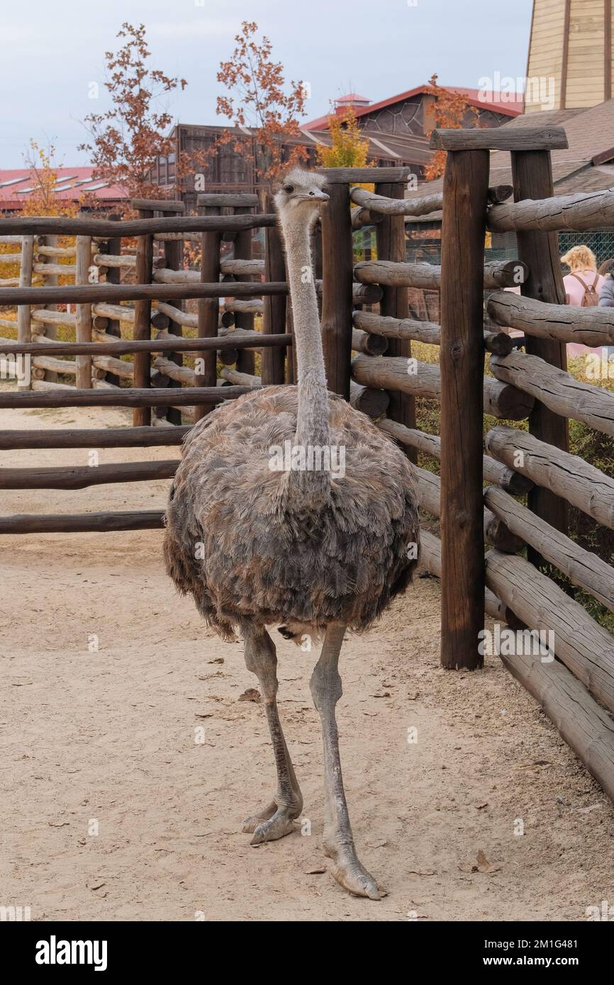 Struzzo con collo lungo allo zoo . Conservazione di animali selvatici nel parco zoologico. Foto Stock
