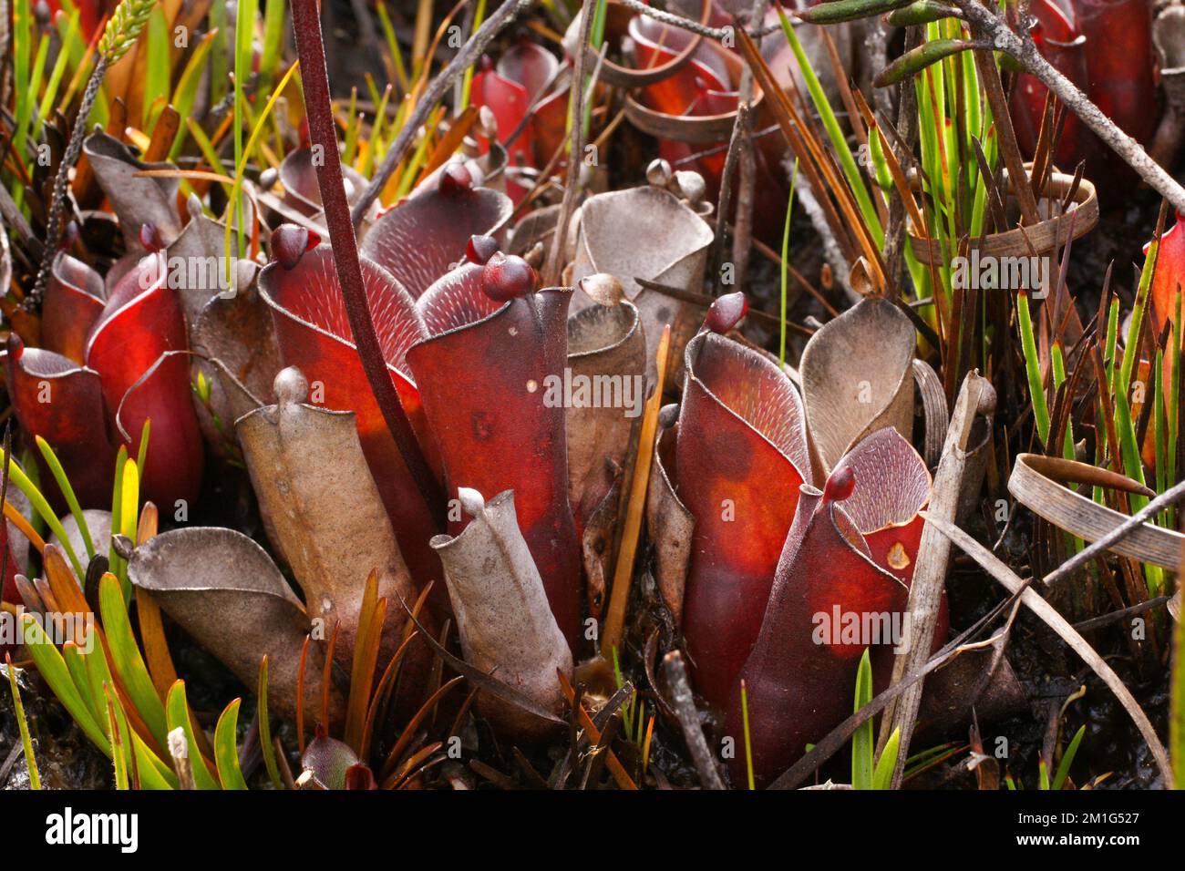 Caraffe rosse della pianta carivora Heliamphora pulchella su Amuri Tepui, Venezuela Foto Stock