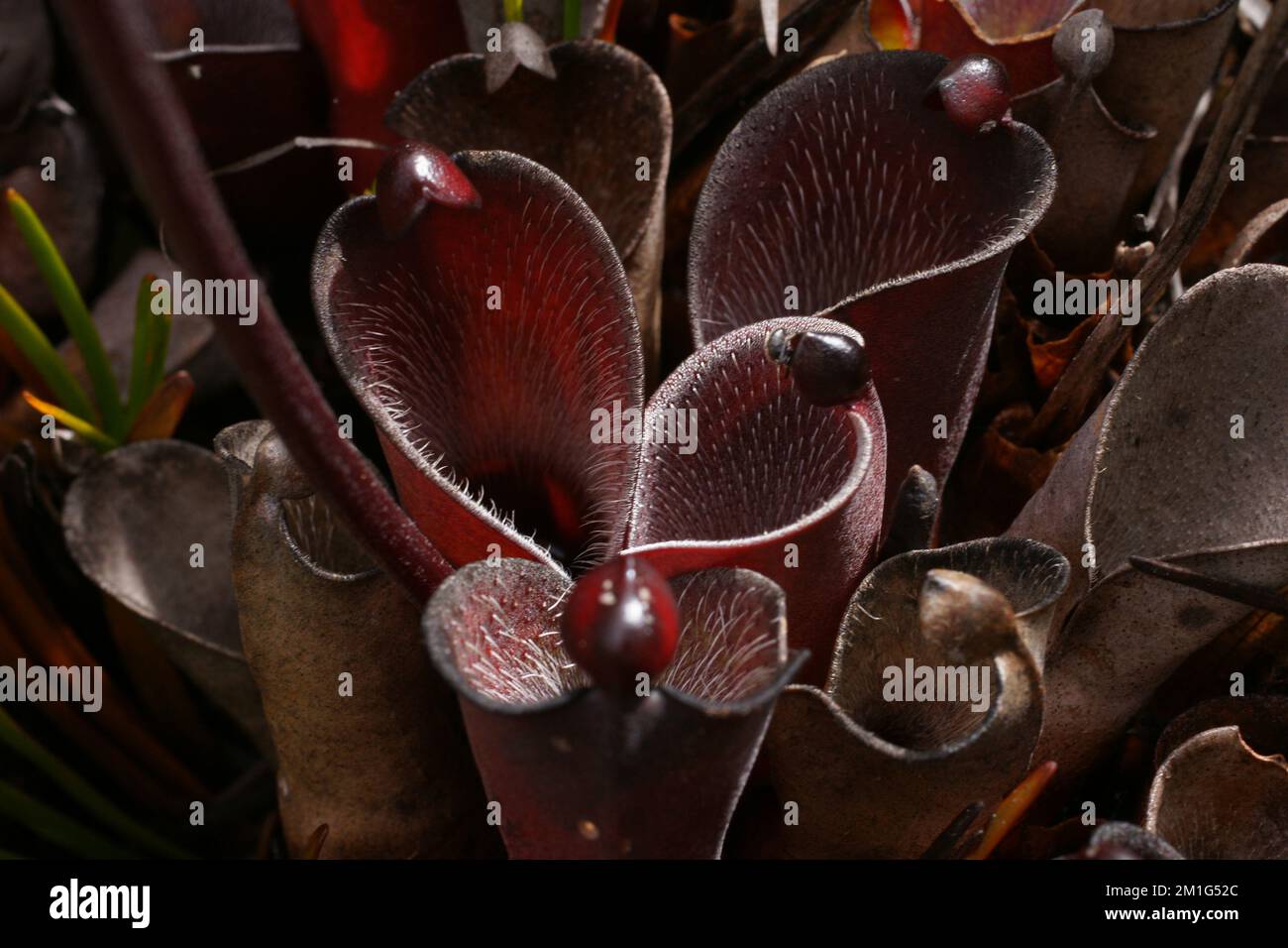 Caraffe rosso scuro della pianta carivora Heliamphora pulchella su Amuri Tepui, Venezuela Foto Stock