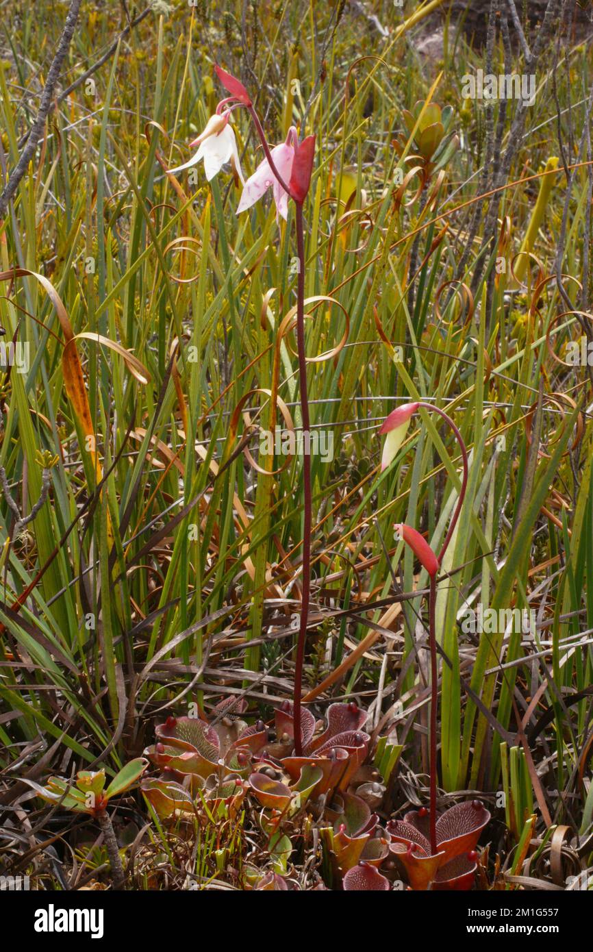 Pianta fioritura della pianta carivora della caraffa Helianphora pulchella su Amuri Tepui, Venezuela Foto Stock