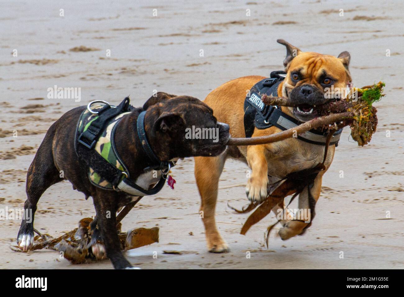 cani pulizia spiaggia Foto Stock