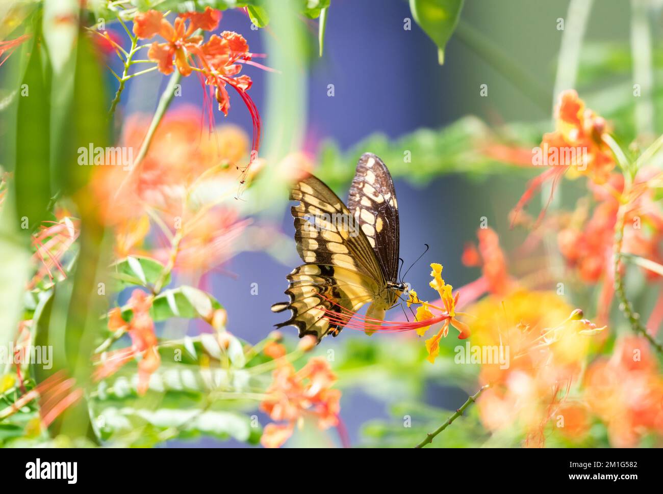 Farfalla gialla Swallowtail bere nettare da fiori in un orgoglio di Barbados albero. Foto Stock