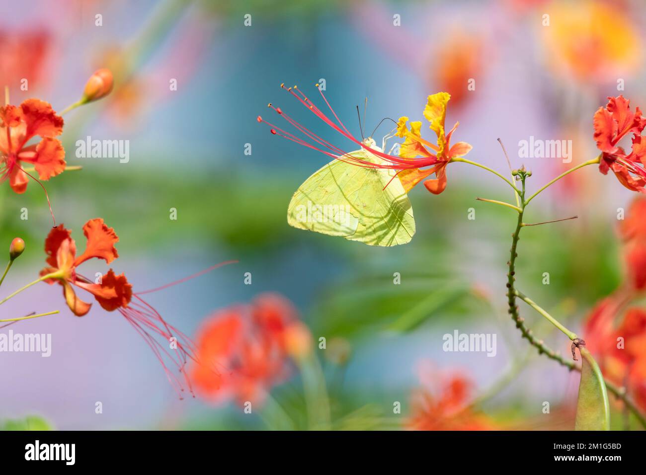 Foto colorata di una farfalla gialla, lo zolfo senza nuvole, bere nettare da un fiore tropicale alla luce del sole. Foto Stock