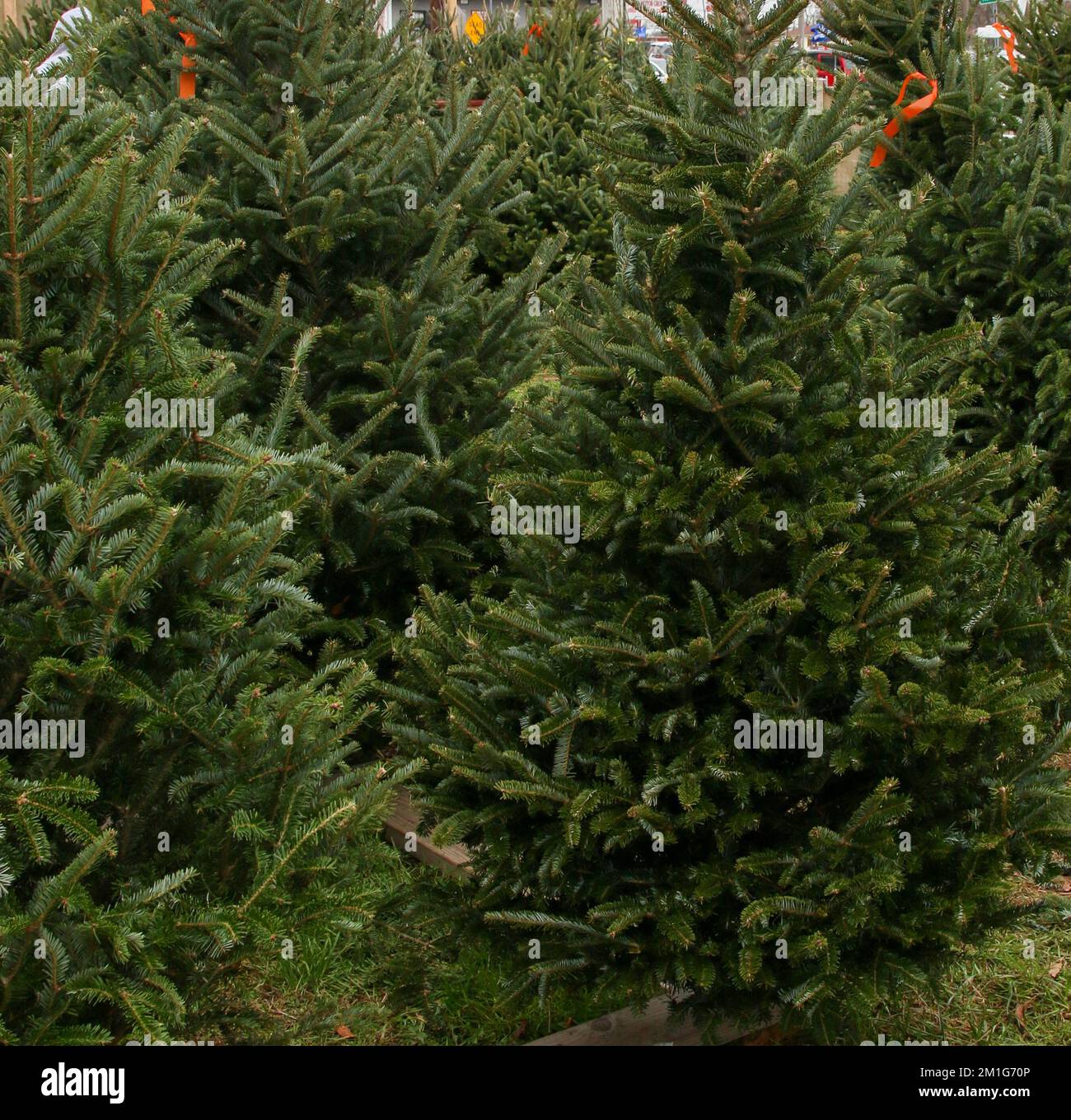 Alberi di Natale vicini insieme per la vendita sfondo. Foto Stock