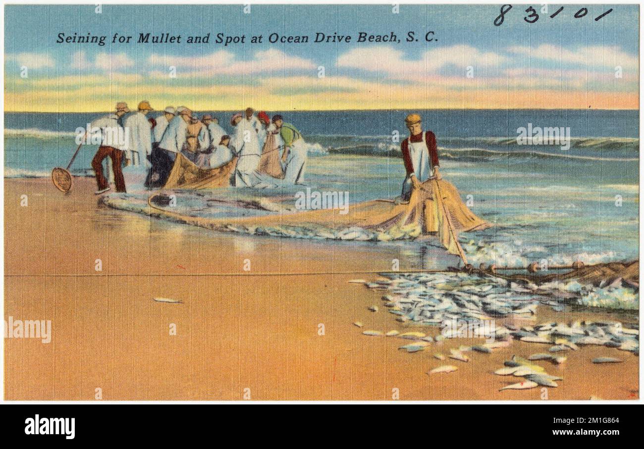 Seining for Mullet and Spot at Ocean Drive Beach, S.C., Tichnor Brothers Collection, cartoline degli Stati Uniti Foto Stock