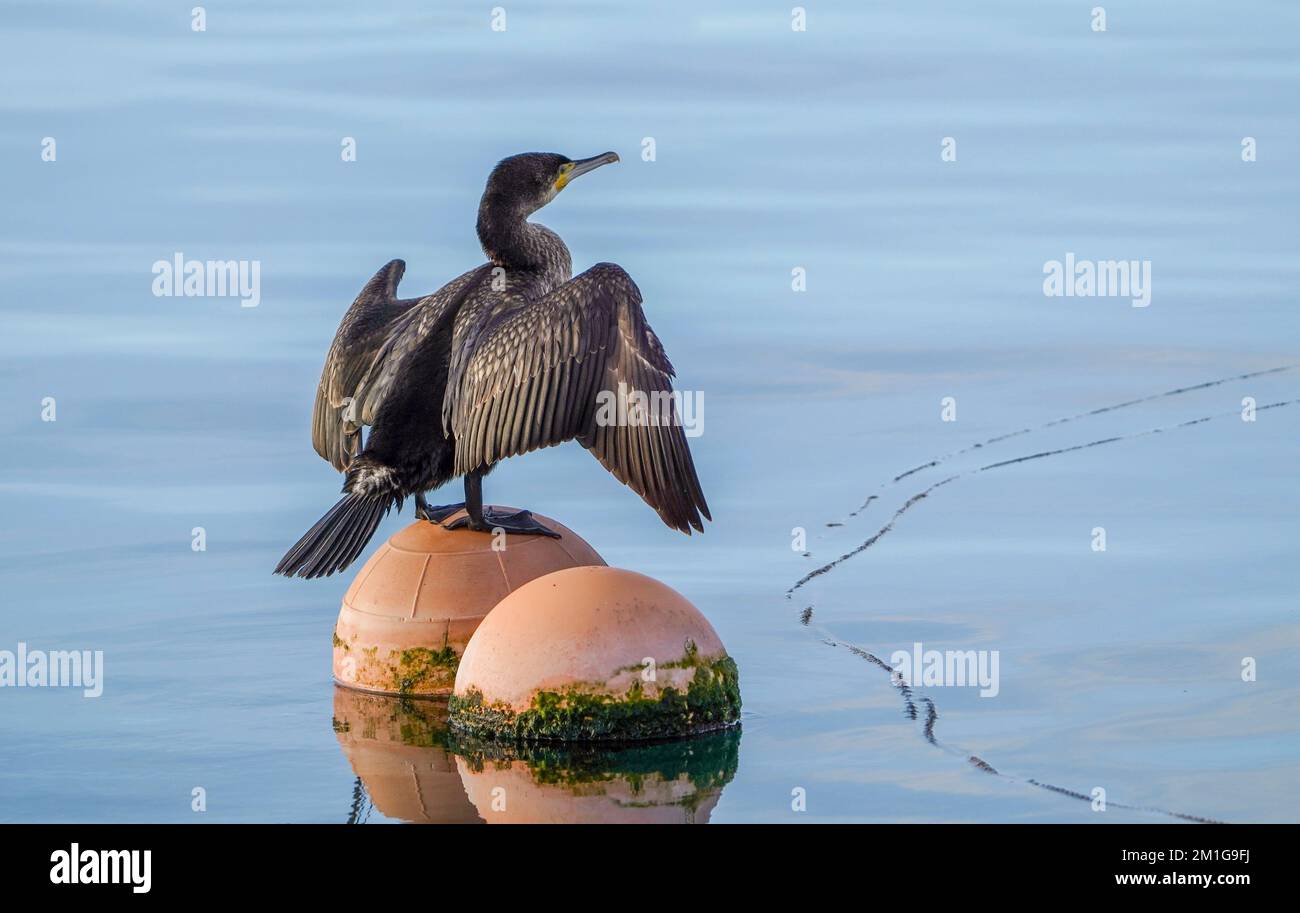 Grande cormorano (Phalacrocorax carbo) che asciuga le ali su una boa, Andalusia, Spagna. Foto Stock