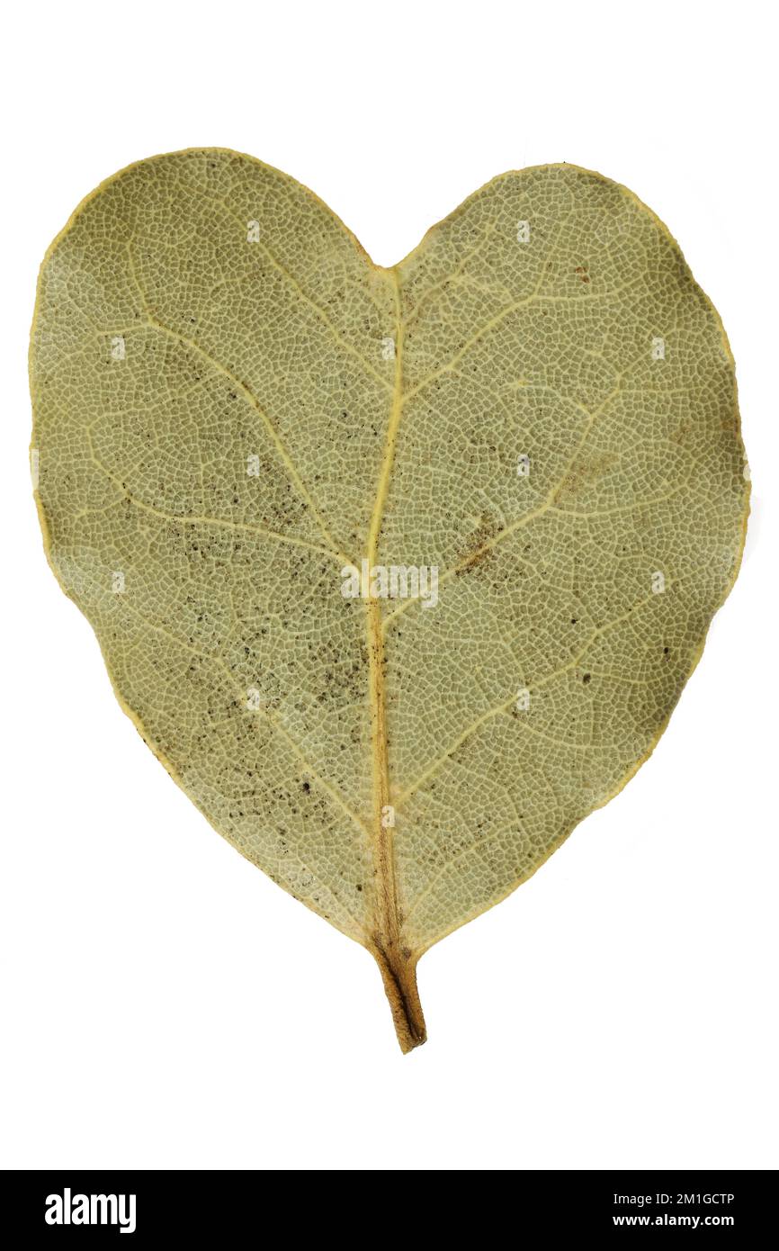 foglia di alloro a forma di cuore isolata su sfondo bianco Foto Stock