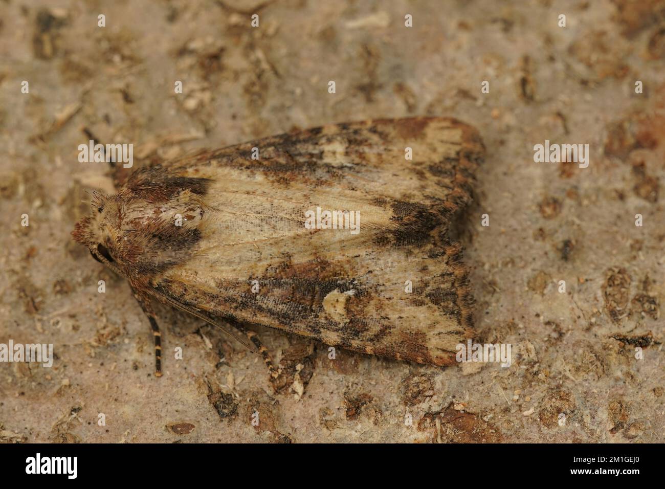 Un primo piano di una falena rustica comune (Mesapamea secalis) Foto Stock