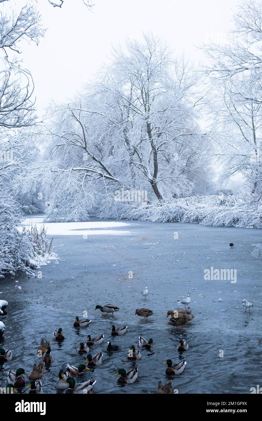 Le condizioni climatiche invernali nell'Hertfordshire nel Regno Unito nel 2022 sono diminuite più di dieci anni Foto Stock