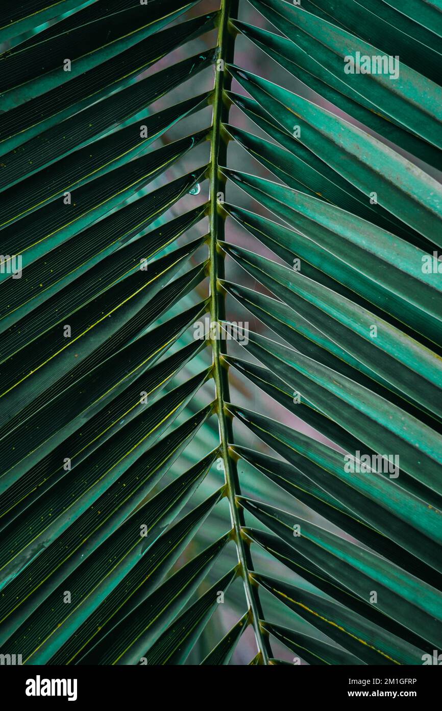 foglie di palma verde in estate , fondo verde Foto Stock