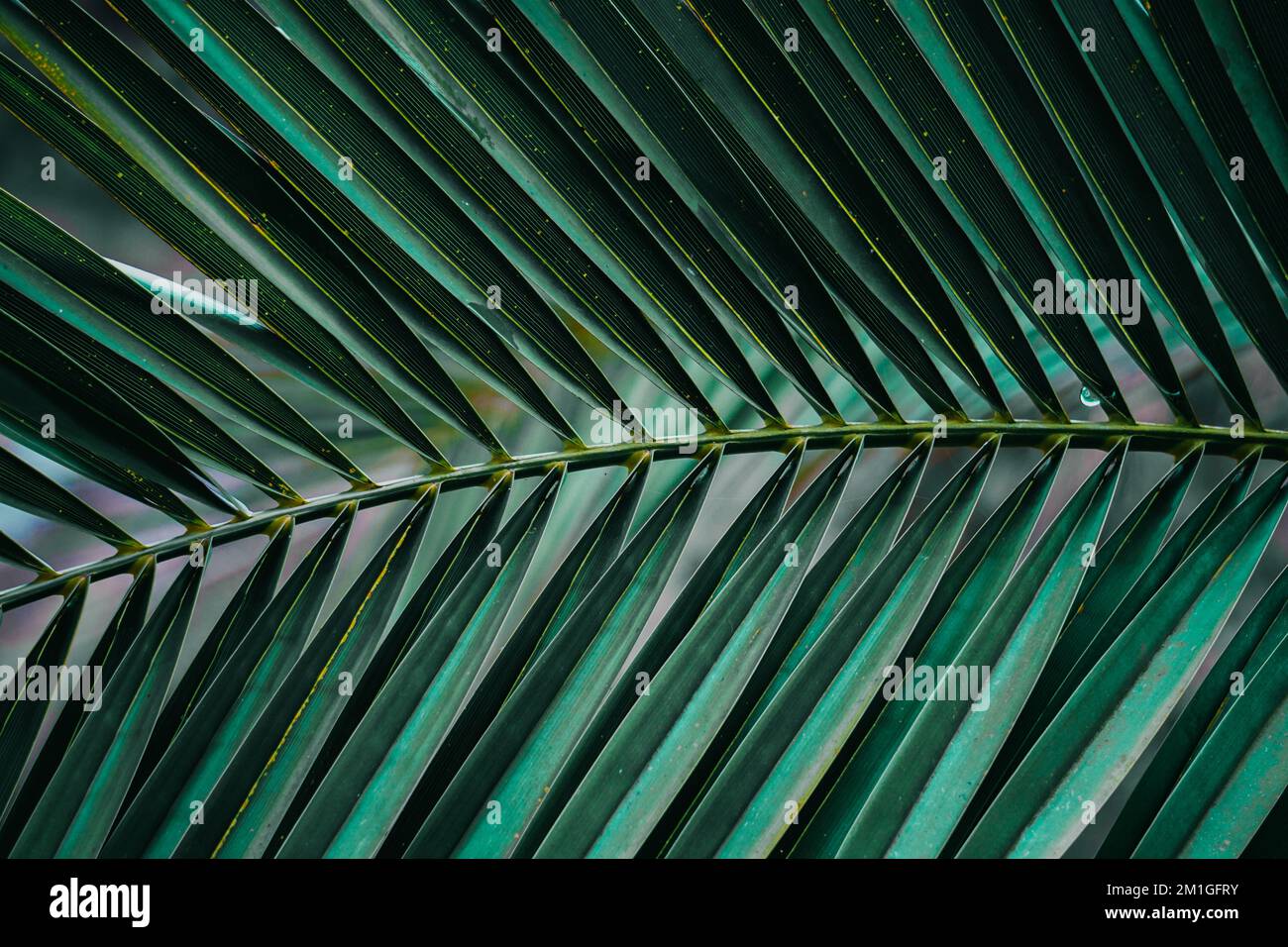 foglie di palma verde in estate , fondo verde Foto Stock