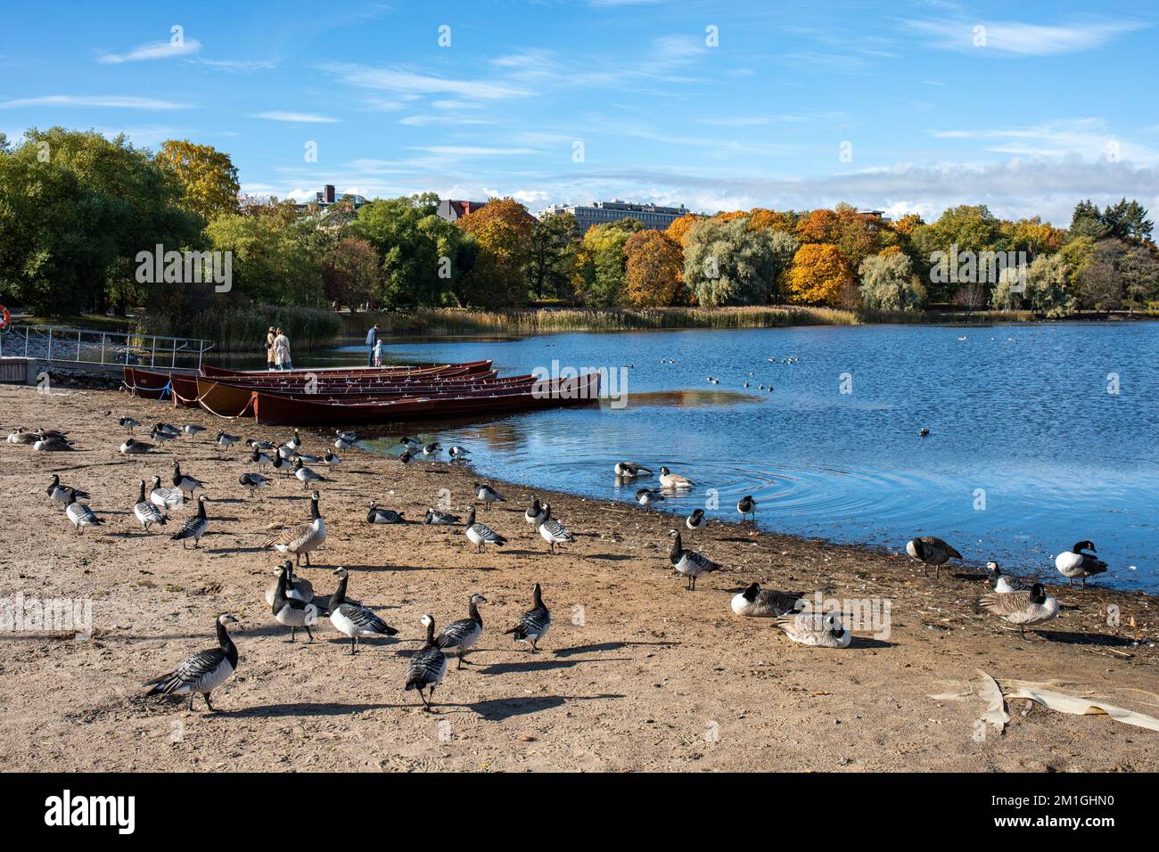 Barnacle oche e oche canadesi a Töölönlahti Bay spiaggia con colori autunnali di fogliame autunno sullo sfondo. Helsinki, Finlandia. Foto Stock