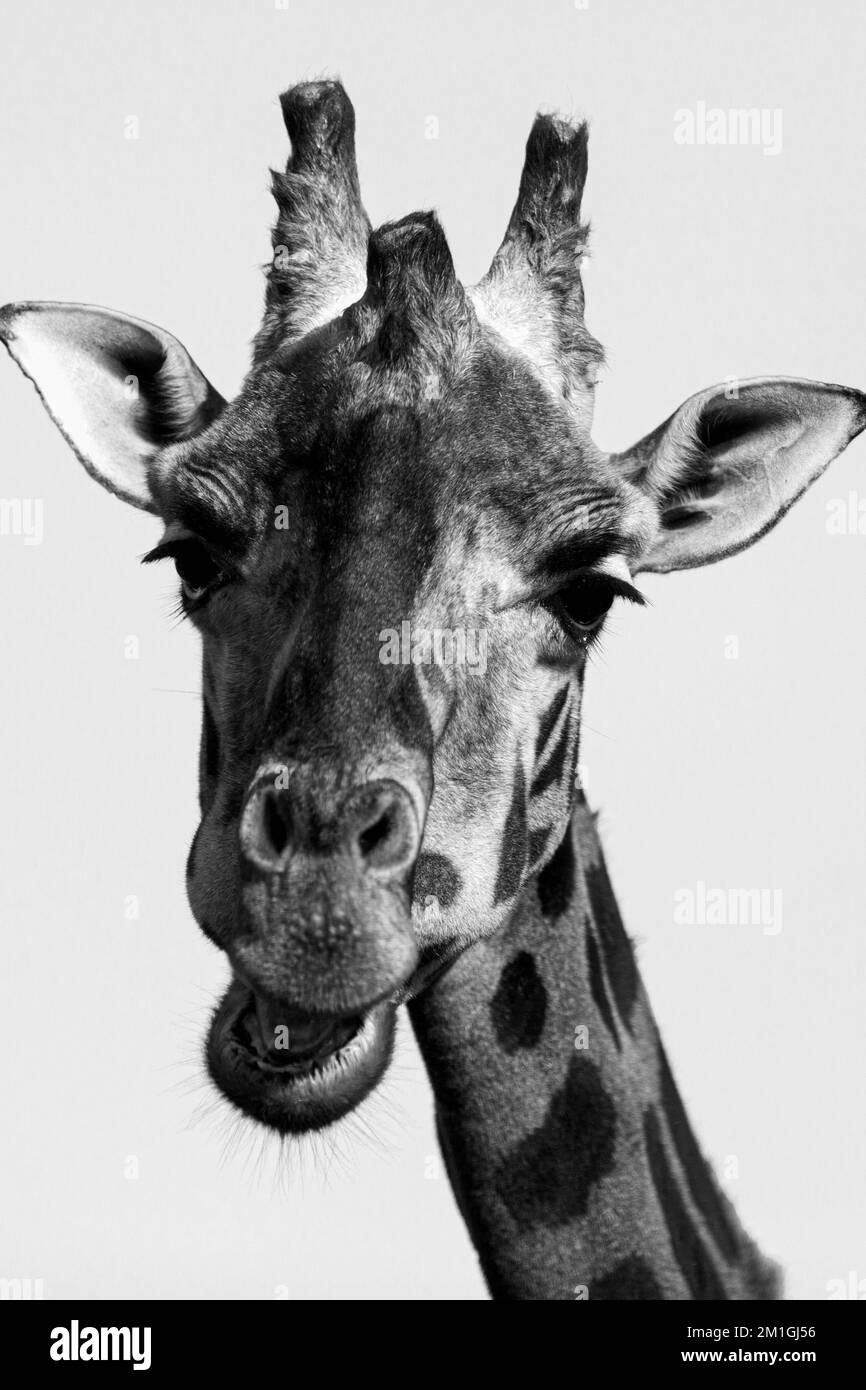 giraffa in bianco e nero Foto Stock