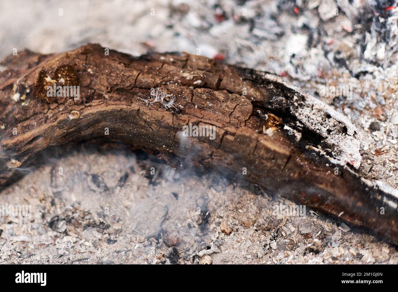 Primo piano di una ragnatela su un log in un fuoco circondato da ceneri. se-up di una ragnatela su un log in un fuoco circondato da ceneri. Foto Stock