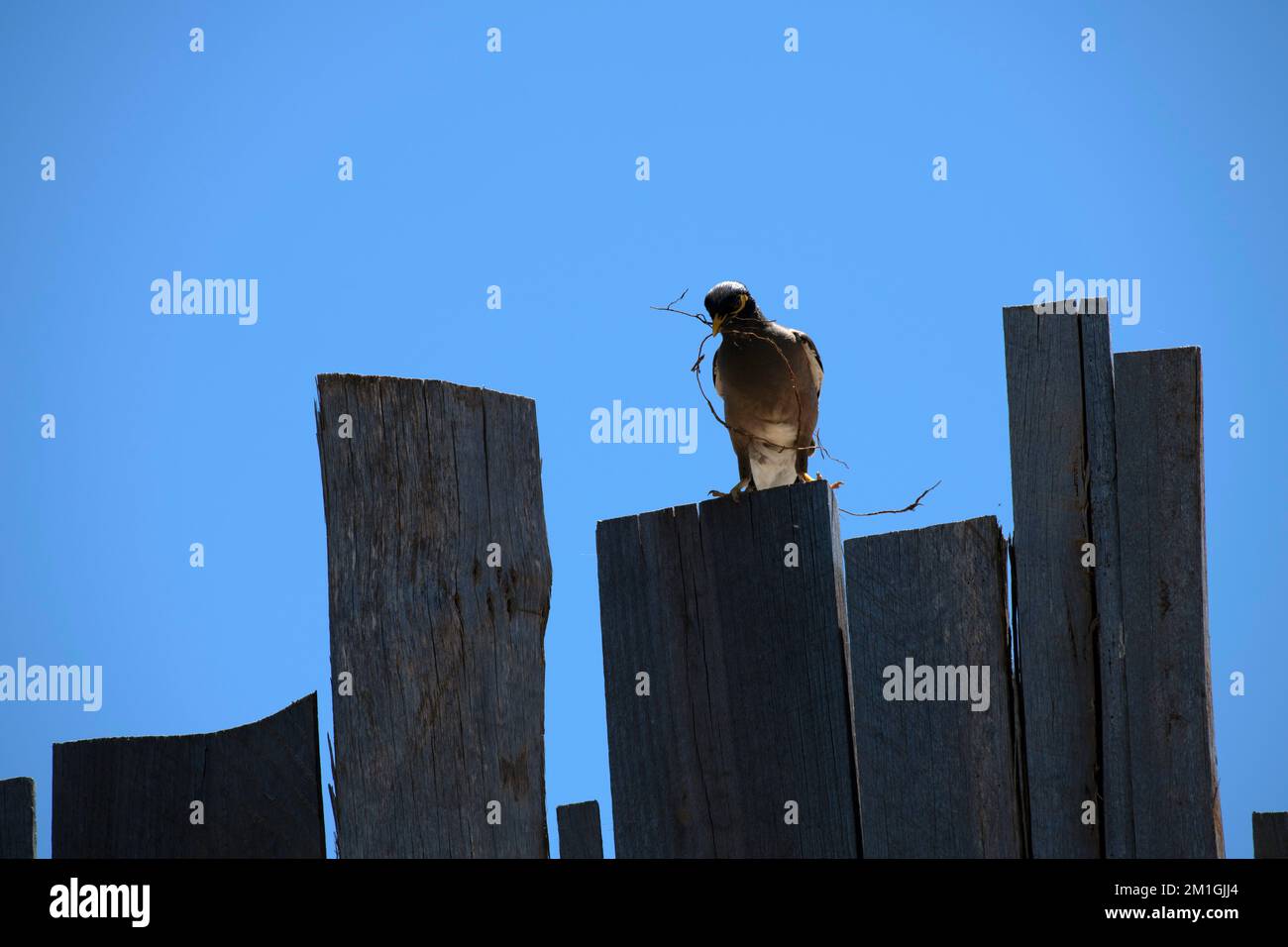 Australian Common Myna (Acridotheres tristis) appollaiato su recinzione di legno che contiene materiale di nidificazione a Sydney, NSW, Australia (Foto di Tara Chand Malhotr Foto Stock