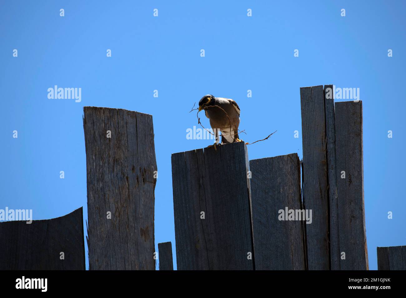 Australian Common Myna (Acridotheres tristis) appollaiato su recinzione di legno che contiene materiale di nidificazione a Sydney, NSW, Australia (Foto di Tara Chand Malhotr Foto Stock