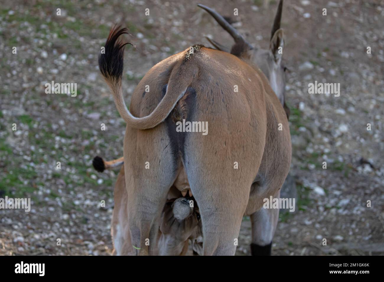 eland antilope alleva il suo vitello Foto Stock