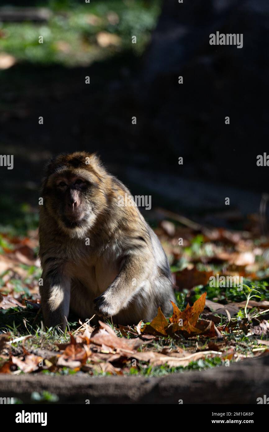 Barbary ape raccoglie le foglie asciutte Foto Stock