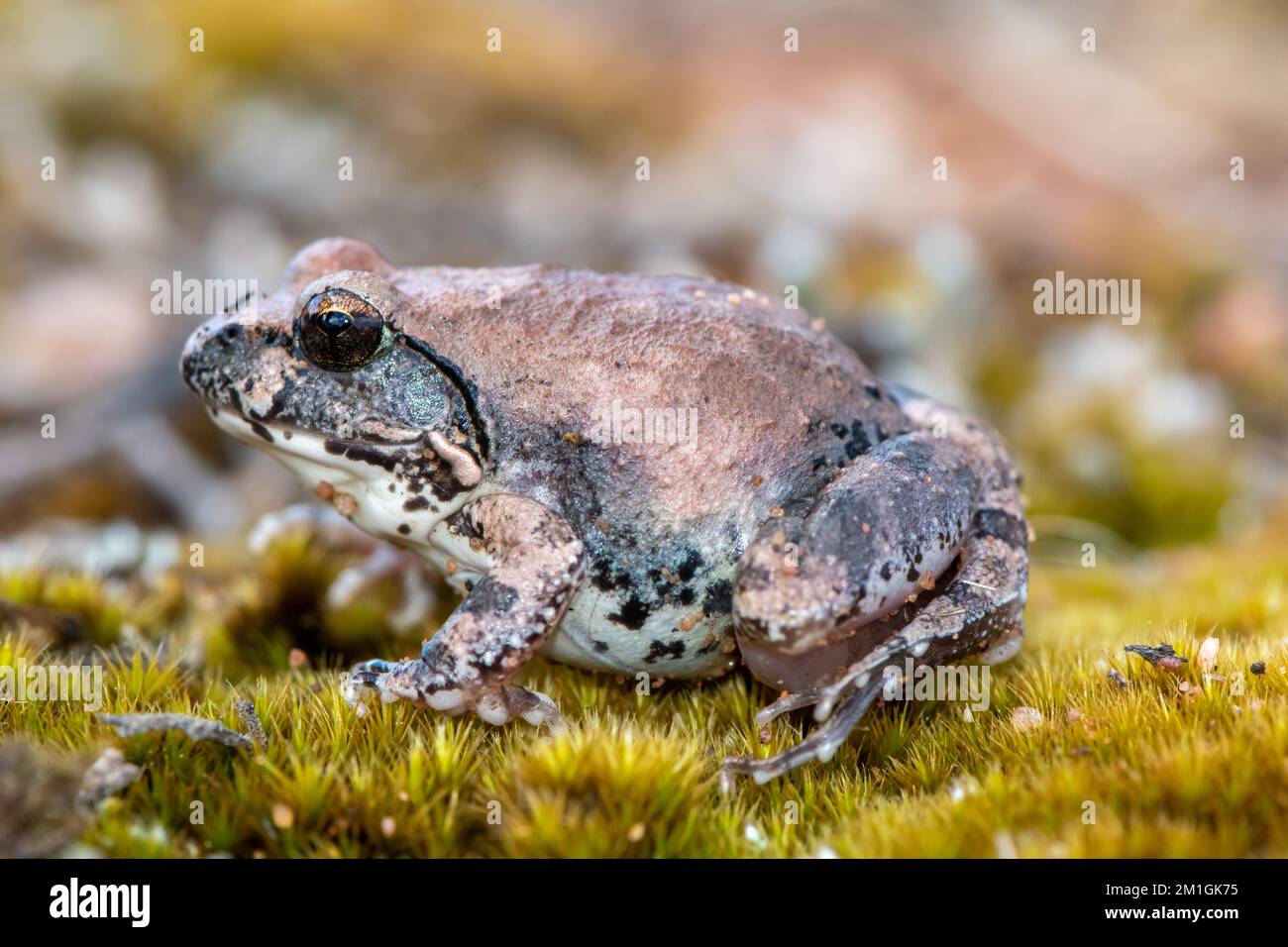 Bella rana di sabbia Natal (Tomopterna natalensis) Foto Stock