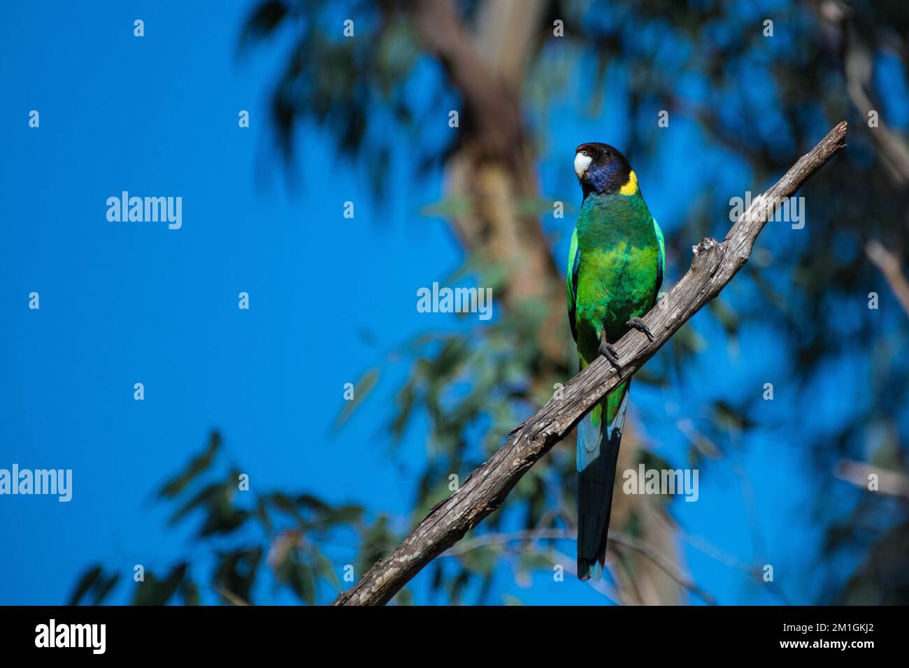 Un focus selettivo di un collo ad anello australiano (Barnardius zonarius) arroccato su un ramo dell'albero Foto Stock