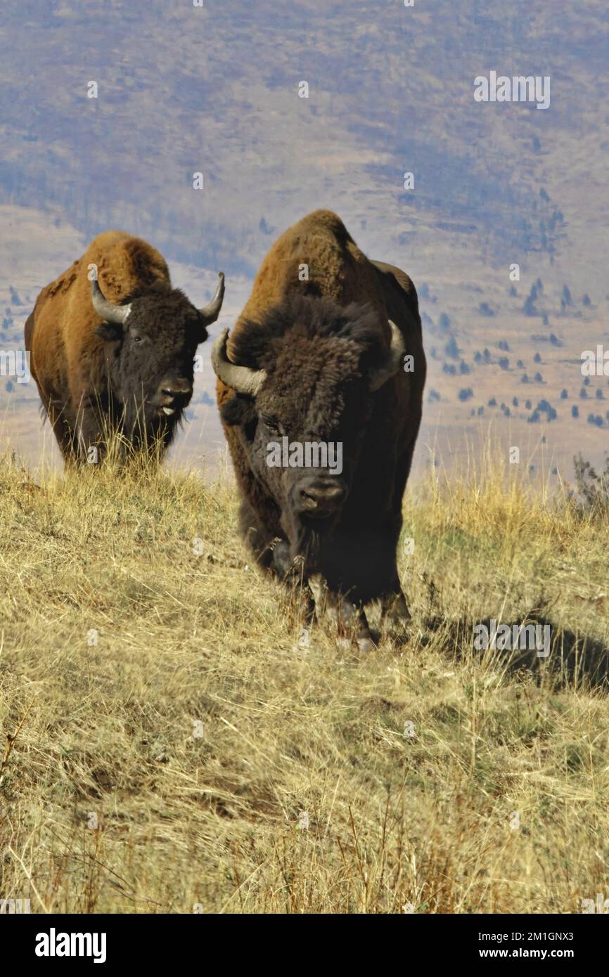 Due bisonti si avvicinano lentamente sul pendio erboso lungo la pittoresca Prairie Drive nella National Bison Range nel Montana, Stati Uniti Foto Stock