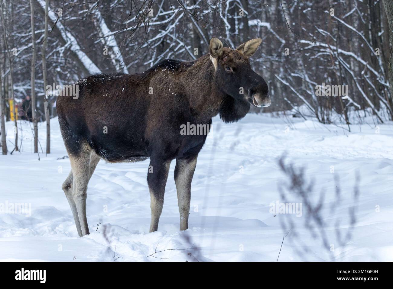 Alces Alces, Moose, alce. Russia, Mosca Foto Stock