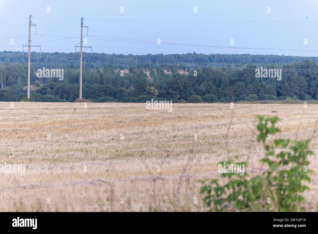 Vulpes vulpes, volpe rossa. L'ussia, la regione di Ryazan (l'oblast di Ryazanskaya), il distretto di Pronsky, Kisva. Foto Stock