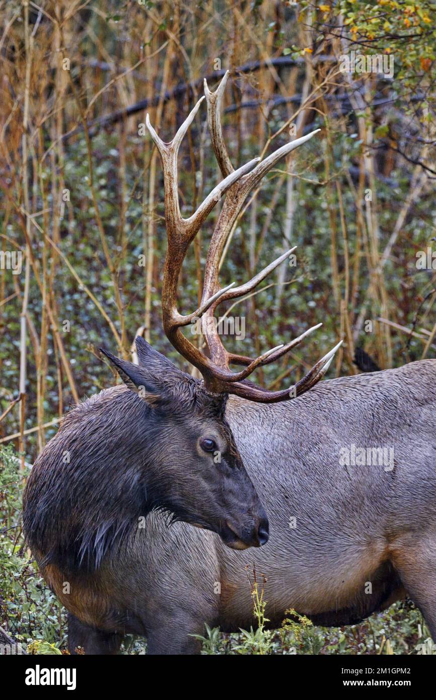 Aggraziato giro di testa e corna realizzato da bull Elk lungo il fiume Flathead in autunno presso la National Bison Range nel Montana Foto Stock