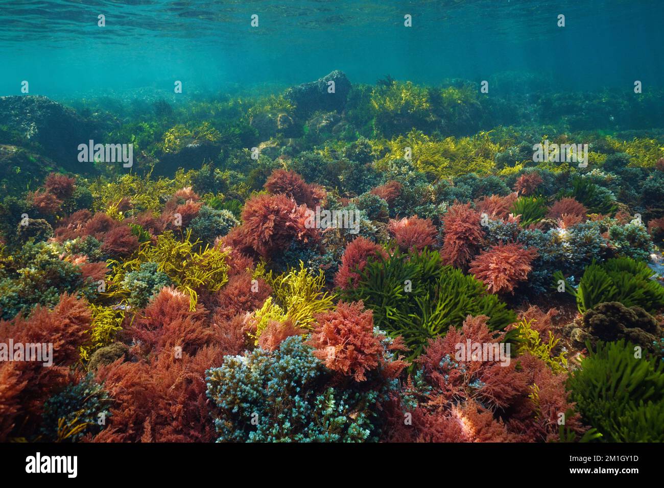 Alghe colorate sott'acqua nel mare, scena naturale, oceano Atlantico, Spagna, Galizia Foto Stock