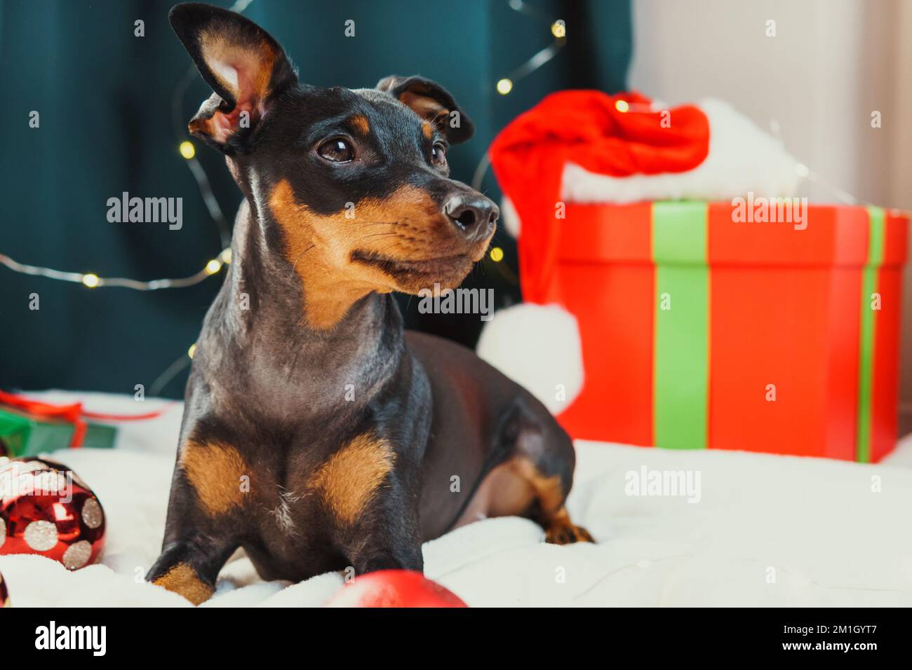 Ritratto di divertente cane pinscher miniatura giocare con la palla di  Natale intorno alle scatole regalo. Concetto di umore di Capodanno Foto  stock - Alamy