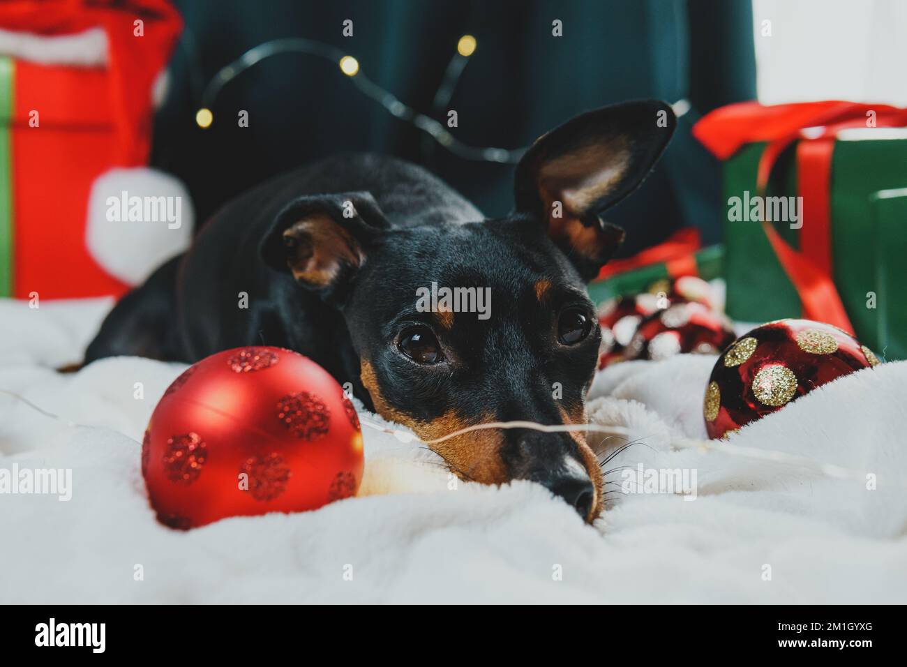 Ritratto di divertente cane pinscher miniatura giocare con la palla di  Natale intorno alle scatole regalo. Concetto di umore di Capodanno Foto  stock - Alamy