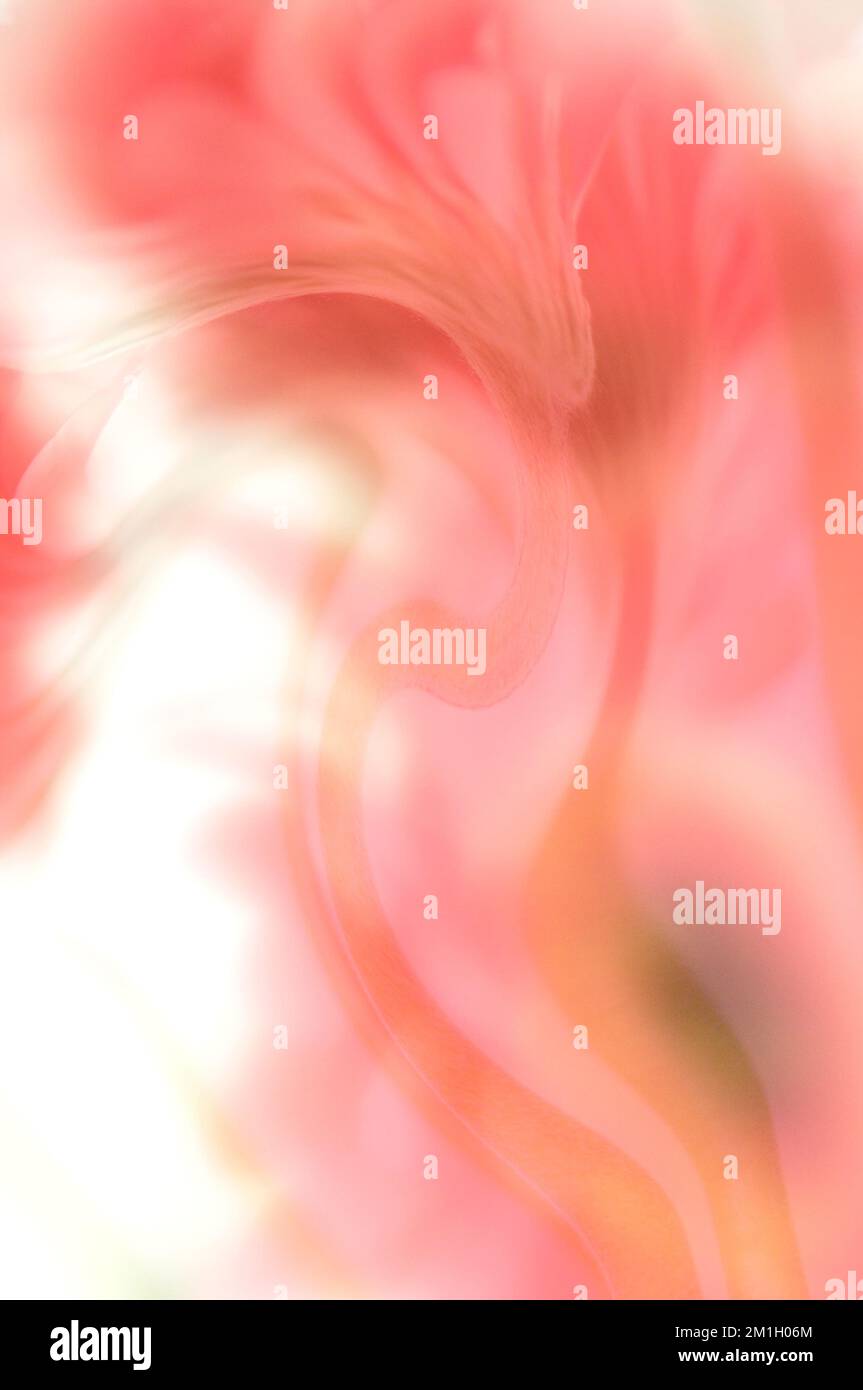 Una foto artistica astratta dei fiori di Gerbera nei toni della pesca e del rosa. Foto Stock
