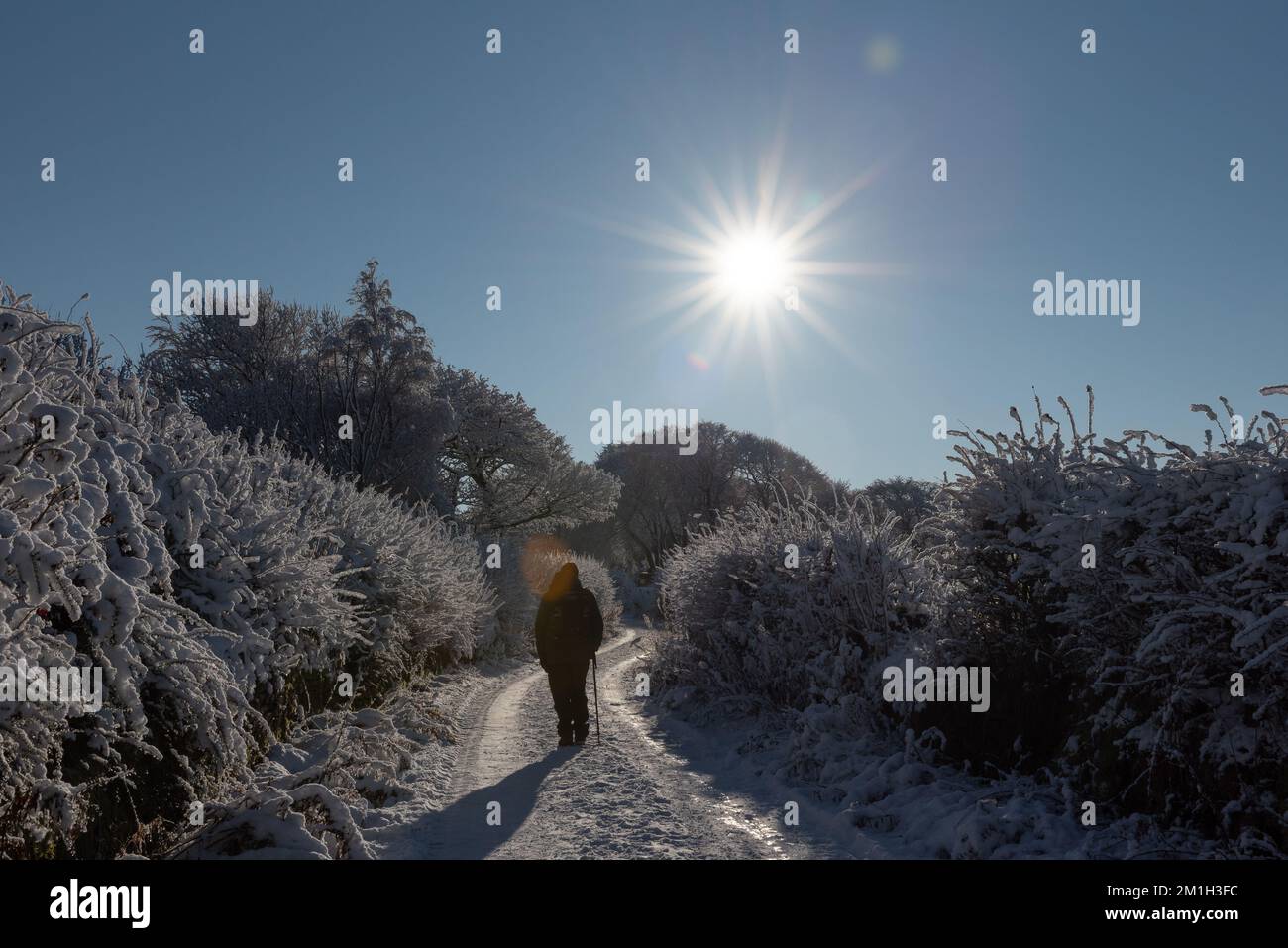 neve invernale a terra. Piccola corsia di campagna inglese con sole luminoso. Gelo sugli alberi. Anziano pensionato a piedi. Foto Stock