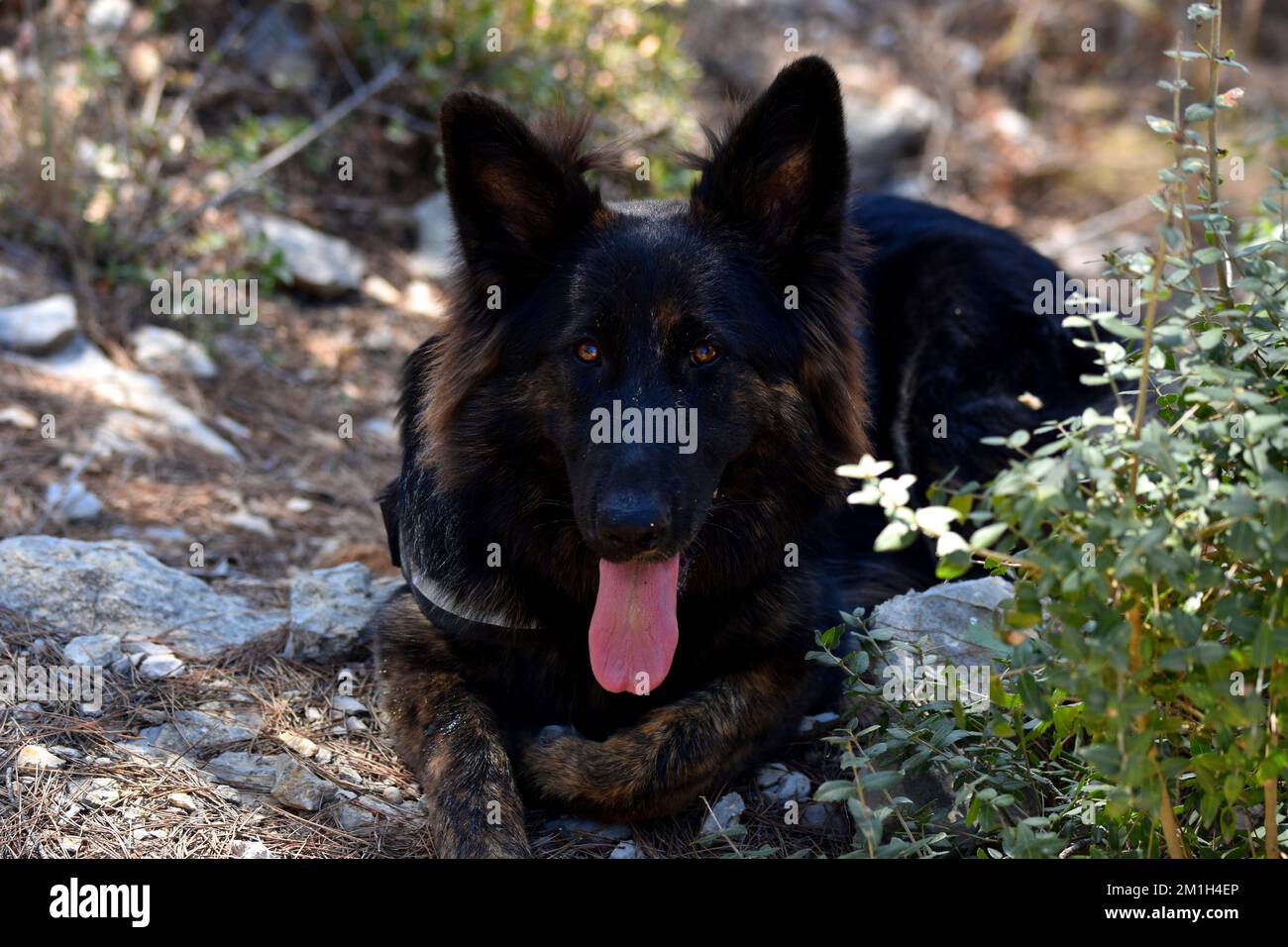 Cane a riposo Foto Stock