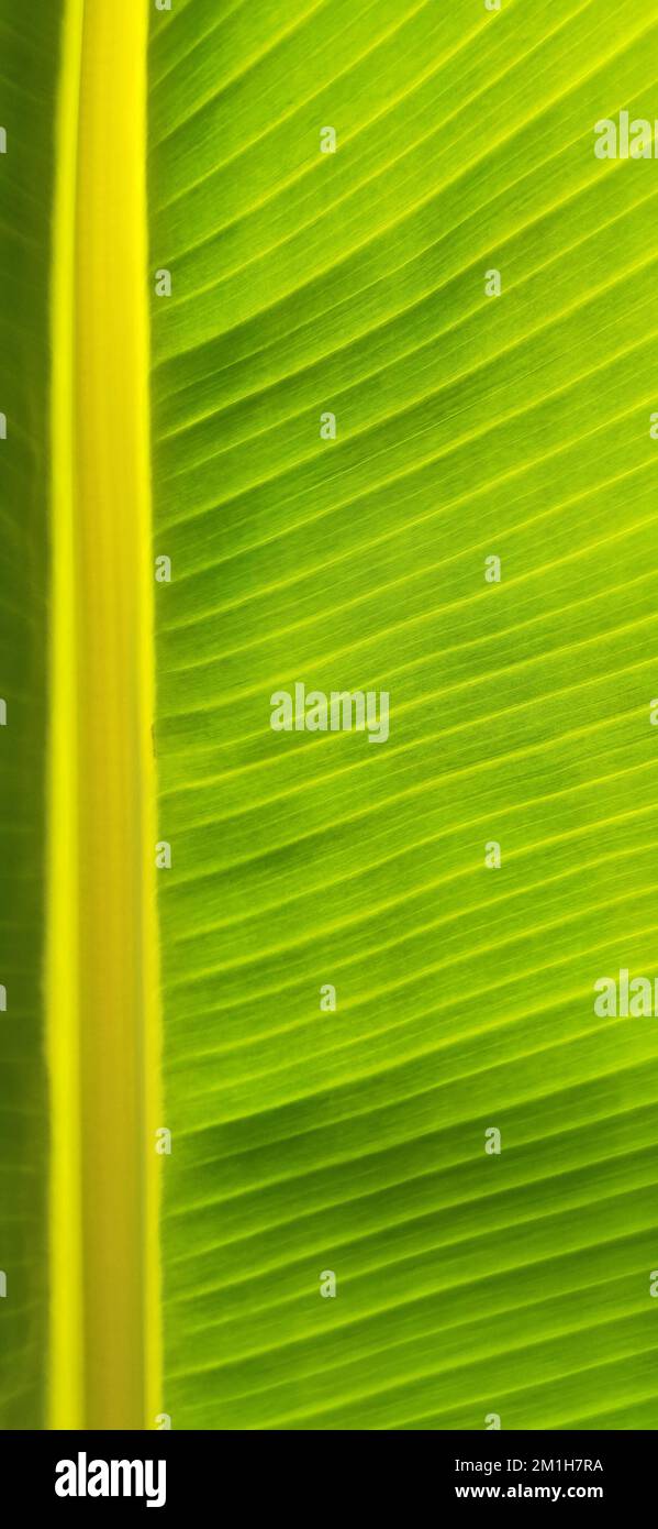 Frammento di foglia verde di palma di banana. Sfondo ecologico di foglie esotiche, coso-up, spazio copia, cornice verticale Foto Stock